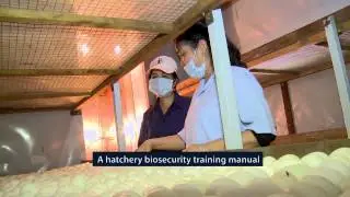 FAO Viet Nam - Toward safer hatcheries