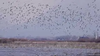 Stock Video - Flock of Seagulls flying over Utah Lake in slow motion