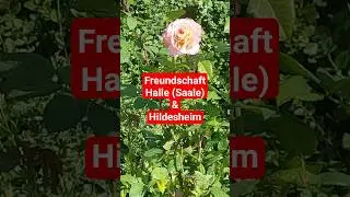 Rose zur St&auml;dtefreundschaft zw. #hildesheim & Halle a.d.Saale, Magdalenengarten im September #2025