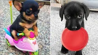 Baby Dogs 🔴 Funny and Cute Dog Videos Compilation #14 | 30 Minutes of Puppy Videos 2025