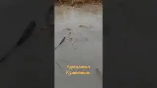 Кови