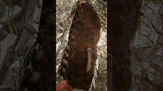 live oak smoked ribs. so so soft. #texasbbq #sanantonio #ribs #easy