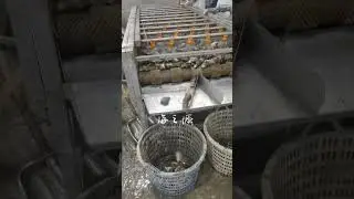 Oyster cleaning machine #seafoodprocessing #fillet #fishprocessing #machine #food