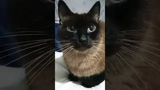 el patr&oacute;n campe&oacute;n y sus hijas son amores #espa&ntilde;a #mexico #ingles #inglaterra #reels #cute #gatos❤️❤️