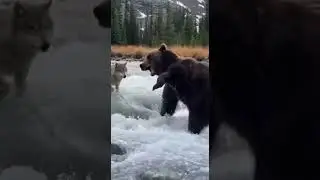 Grizzly Bear vs Wolf Pack: Intense River Crossing Showdown  #wildlifeentertainment #wildanimals