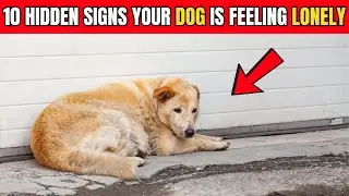 10 Hidden Signs Your Dog Is Feeling Lonely And You Might Be Missing Them