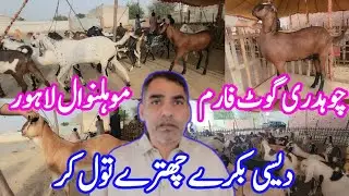 Choudhary Goat Farm Mohlanwal Lahore | Desi Makhi Chena Bakre | Rajan Puri Bakre | Desi Kajle Chatre