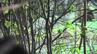 Kings of Camo!  turkey hunting 2014