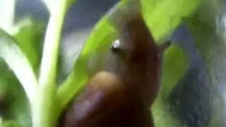 Pomatias Elegans 3.wmv