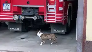 Miniature Bull Terrier