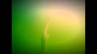 Pesque e solte