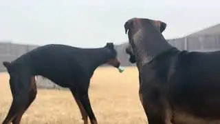 Boomer and Lilly fight part 3 (4K CINEMATIC) *unfinished version 
