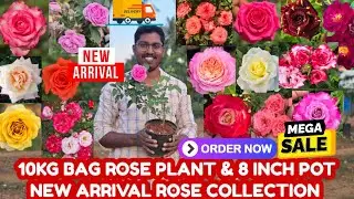 5KG,10KG BAG ROSE PLANT & 8 INCH Pot ROSE PLANT-NEW ARRIVAL DIFFERENT VARIETIES OF ROSE PALNT SALES