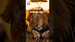 సింహం ఎంతసేపు నిద్రపోతుందో తెలుసా? #facts #ultimatefacts #animals