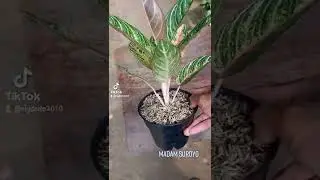 madam suroyo