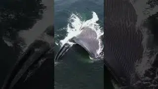 Blue Whale: King of the Ocean