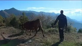 Portrait d'un éleveur désabusé à Breil-sur-Roya