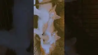 🤍💞 #cat #kitten #petlover #shorts #love #cute #bonding