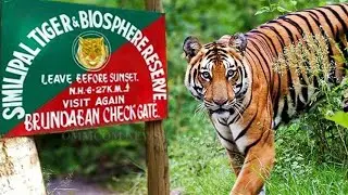#SIMILIPAL TIGER RESERVE , BARIPADA, MAYURBHANJ , ODISHA , INDIA