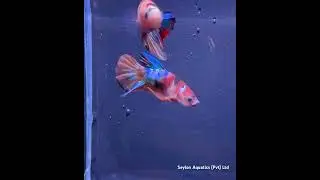 Koi Multi color #fighterfish #fighter #koi #fishexporter #fypシ゚viral #fyp