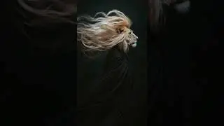 Lion With Flowing Mane Vid