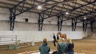 Light it up RPH- stallion licensing CWB