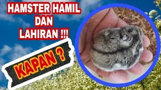 MASA KEHAMILAN DAN KELAHIRAN HAMSTER ❗ AKURAT POLL ⁉️