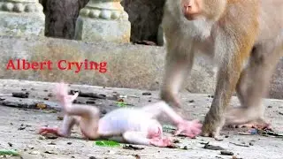 Adorable Baby Albert Screams Loudly Due to Strong Hitting into Ground