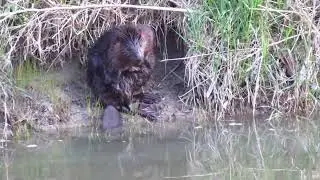 Canadian Beaver 13 May 2020 Anil Kumar Diary Humber Trail