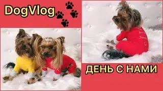 DogVlog: ДЕНЬ С НАМИ. ВСЯ ЗИМНЯЯ ОДЕЖДА МОИХ ЙОРКОВ. УБОРКА. БАННЫЙ ДЕНЬ
