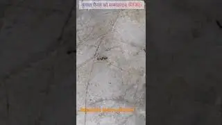 Fight Between Ant🐜 #shorts