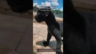 《FurryFriendsFiesta》  Funny Animals Compilation