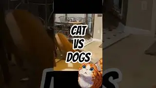 Caught on Camera: Cat&rsquo;s Savage Move on Dog! #dogmeme #cutecat #cutecatshorts
