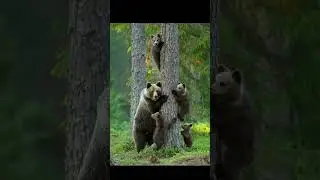 Brown Bear
