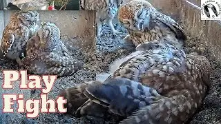 Cutest Little Owl Play Fight: MMA Edition!