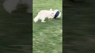 My dog can play soccer !! Can yours?? #soccer #soccerdog