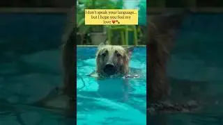 Dogs Day Out @petlovershut  #petlovers #dogsdayout #chattarpurfarms #delhi #southdelhi