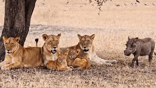 Funny Warthog vs Lion Reaction 😂 | Jungle Funny Video #wildlife #trendingshorts #viralshorts #Lion