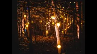 Magical Forest Light Show in Rotterdam | De Grote Schijn: The Great Shine Experience | 2023
