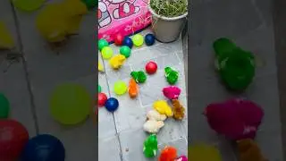 Chicks & balls 🌈  #adorablechicks #colors #coloring