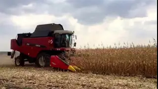 Уборка кукурузы жаткой ZIEGLER Corn Champion