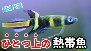 【脱・初心者】水槽が劇的に垢抜ける！「厳選」名脇役熱帯魚8選【淡水魚 アクアリウム】
