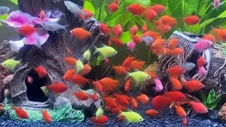 I get colorful fish, goldfish, platy fish, glass fish, best play ground, Change Mood today