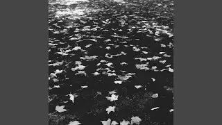 Busy Shadows