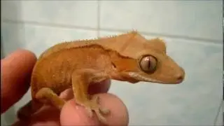 Crested gecko (red bicolour) fire up