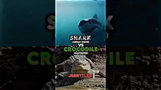 Great White Shark vs Saltwater Crocodile