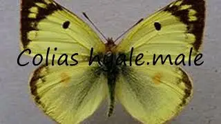 How to pronounce Colias hyale.male in English?