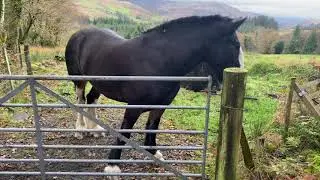 Shire horse with Sweet itch.