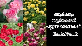 ആർക്കും വളർത്താൻ പറ്റുന്ന റോസകൾ || On Root Plants || Anju'sgarden