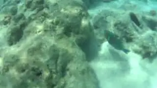 Reef Life at Michaelmas Cay | Fish Feeding of the Great Barrier Reef 🏝️